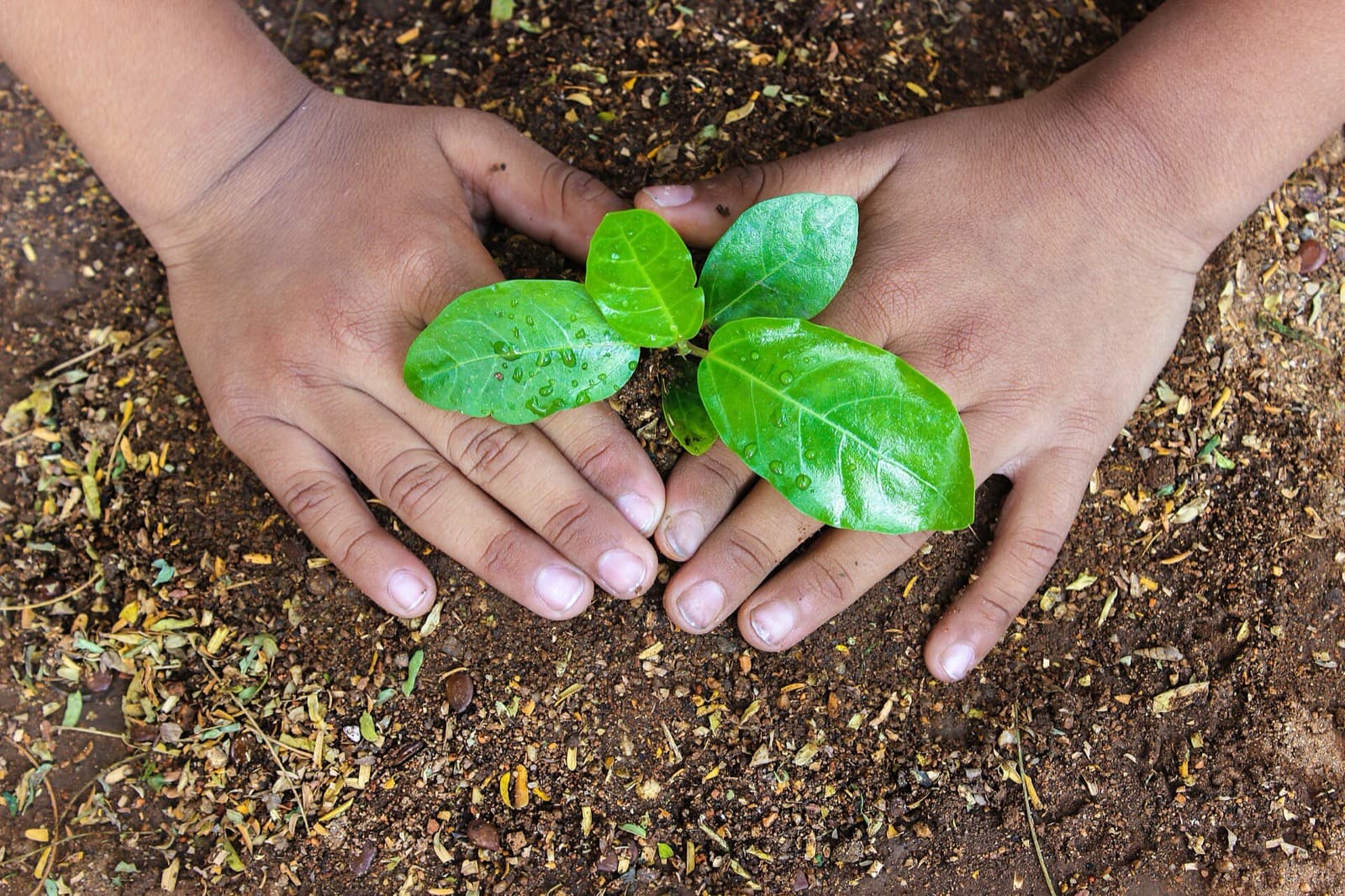 Mãos plantando uma muda em solo escuro