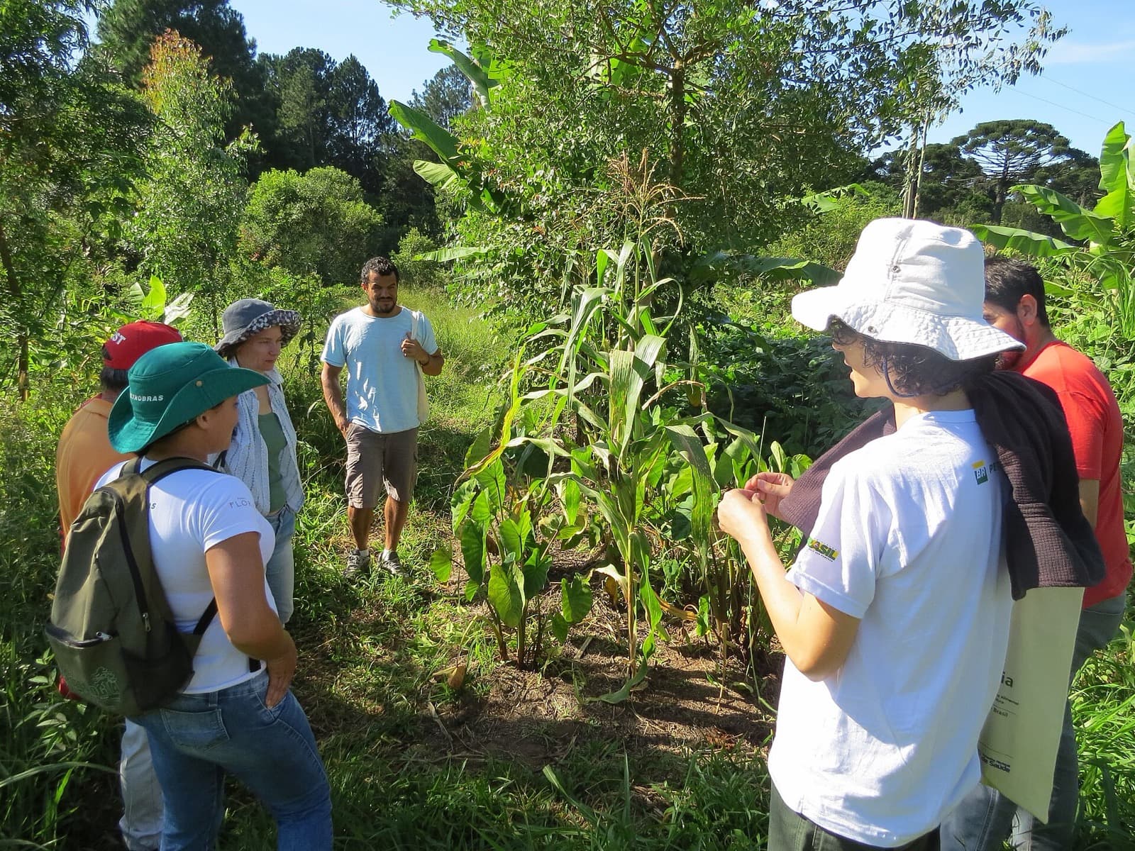 Grupo de agricultores visitando uma agrofloresta