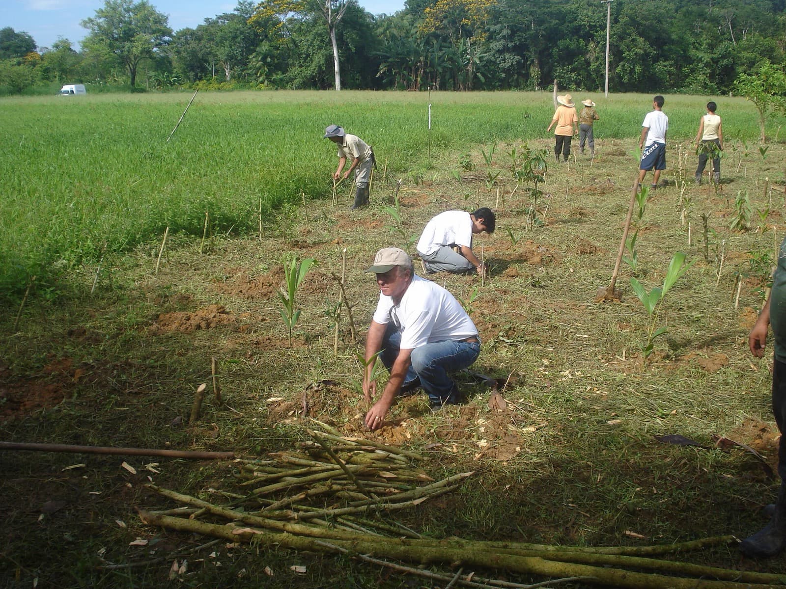 Agricultores plantando mudas em uma área aberta